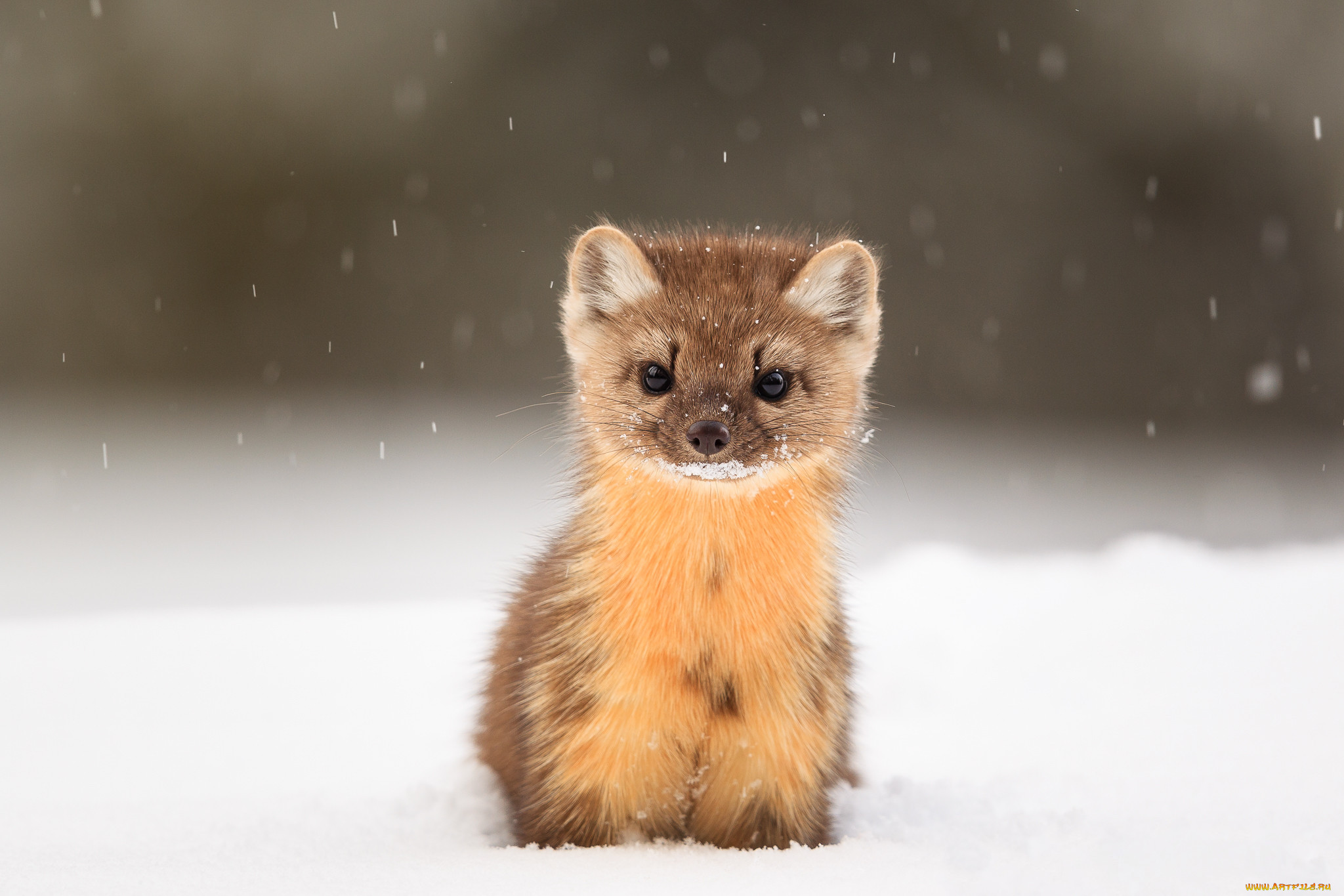  , , ,  ,  ,  ,  , snowfall, wildlife, , snow, animal, , american, marten, , 